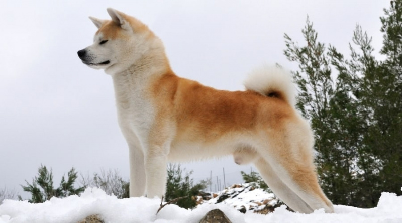 En İyi 22 Bekçi Köpek Irkları