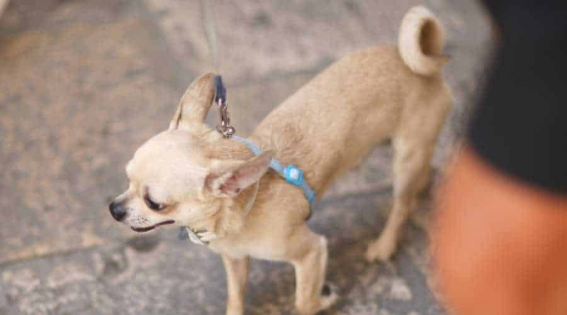 Gerçek Verilere Dayalı En Uzun Ömürlü 27 Köpek Irkı