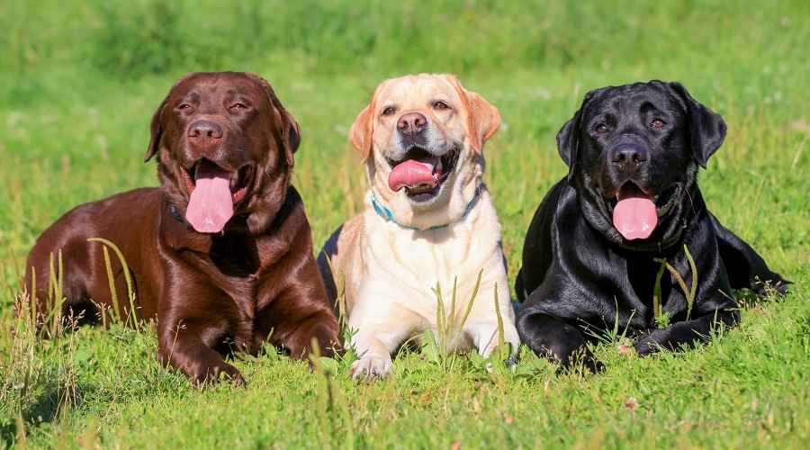 En İyi Aile Köpekleri: Çocuklu Her Ev İçin 15 Cins