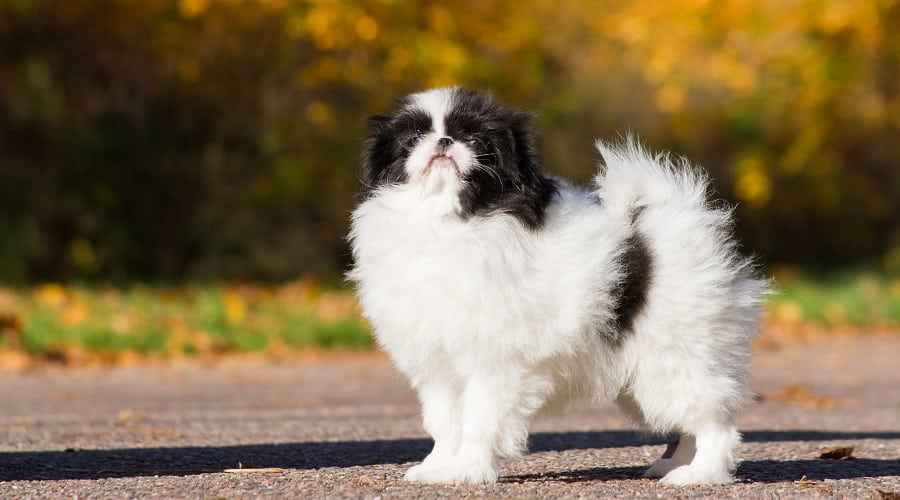 Japon Köpek Irkları: Japonya'dan 13 Tarihsel Cins