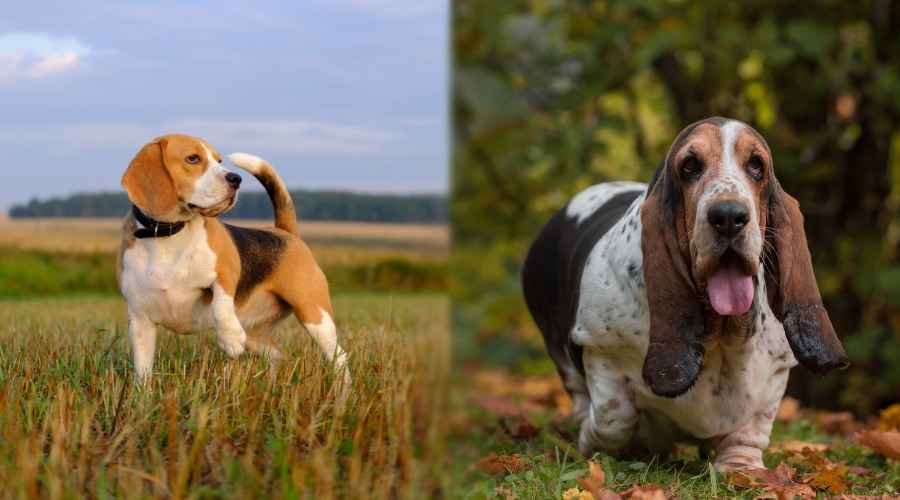 Beagle ve Basset Hound: Cins Farklılıkları ve Benzerlikleri Karşılaştırma
