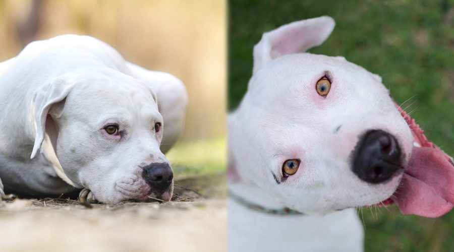 Dogo Argentino ile Amerikan Pitbull Terrier: Irk Karşılaştırması