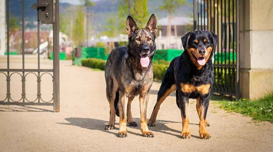 Rottweiler ve Alman Çoban Köpeği: Irk Karşılaştırması ve Farklılıklar
