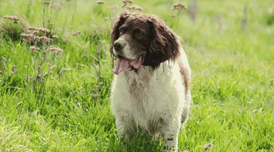 Eski İngiliz Çoban Köpeği Karışımları: Kesinlikle Seveceğiniz 11 Melez