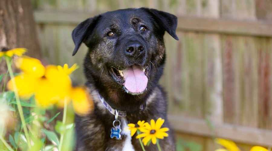 Akita Karışımları: Seveceğiniz 20 Farklı Akita Melezi