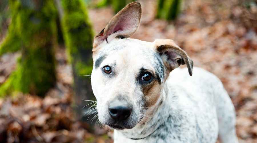 Karışık Irklı Köpekler: Bu 10 Mutt Kalbinizi Kazanacak