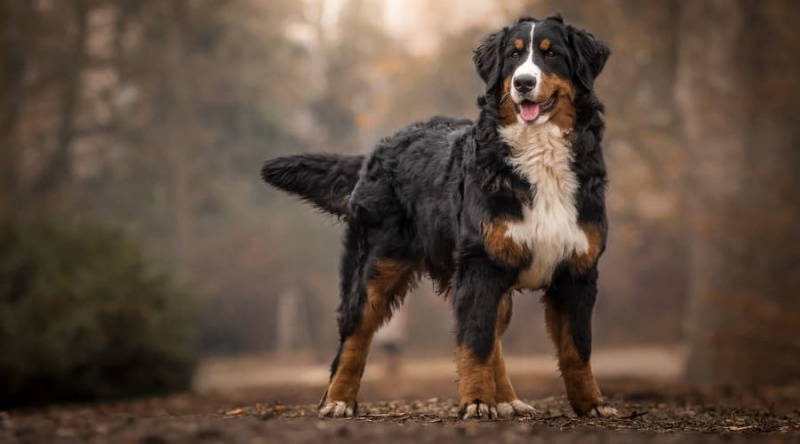 Çalışan Köpek Irkları: Çiftçilik, Bekçilik, Avcılık, Kurtarma ve Daha Fazlası
