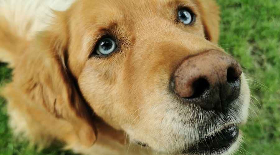 Golden Retriever Sibirya Husky Mix: Goberian Cins Bilgileri ve Köpek Yavru Fiyatları