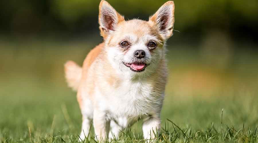Chihuahua Corgi Mix: Chigi Irk Bilgisi, Yavru Köpek Maliyetleri ve Daha Fazlası