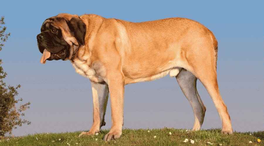 İngiliz Mastiff ve Newfoundland: Irk Farklılıkları ve Benzerlikleri
