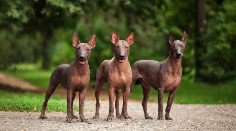 Xoloitzcuintli Irk Bilgisi: Irk Özellikleri, Mizaç ve Daha Fazlası