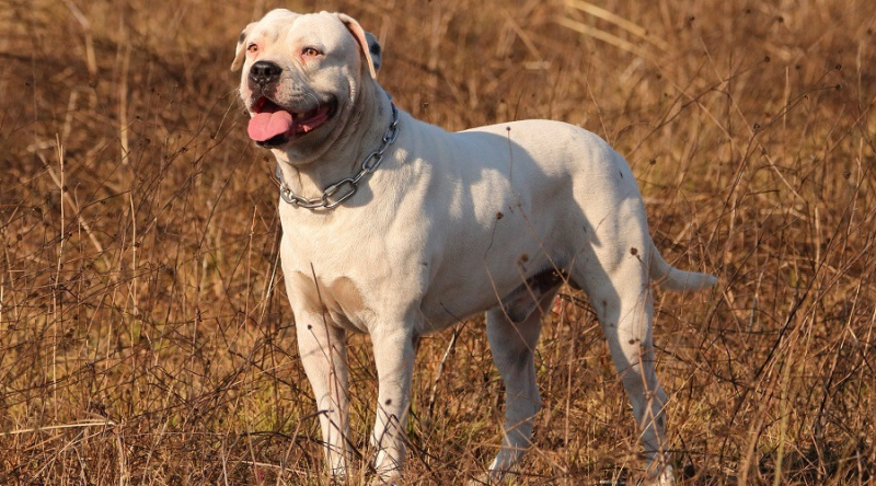 Amerikan Bulldog Irk Bilgisi: Kişilik Özellikleri, Mizaç ve Daha Fazlası