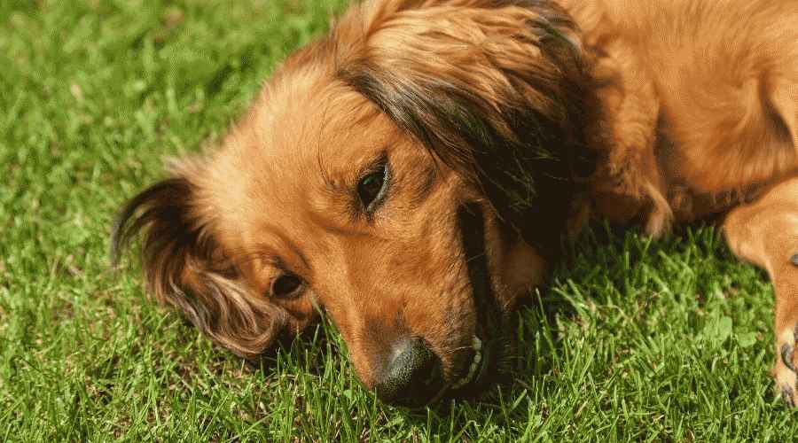 42 Dachshund Karışımları: Bilgi: Gerçekler, Özellikler ve Daha Fazlası