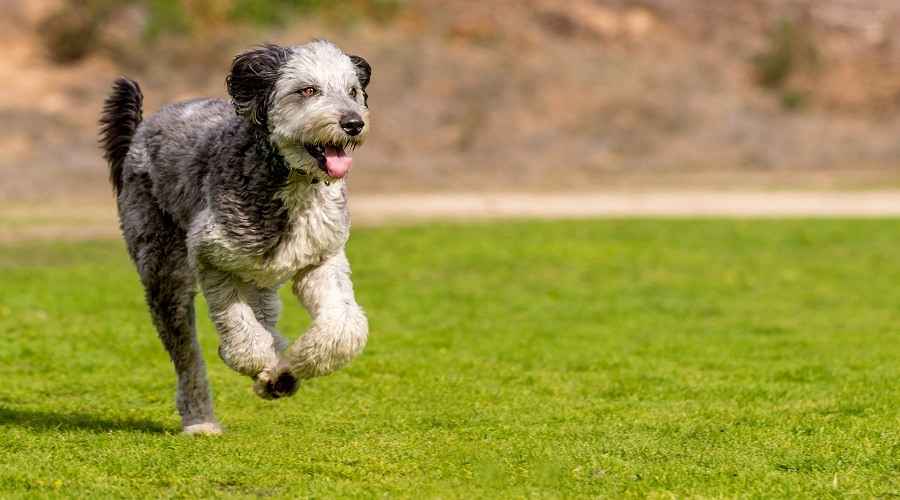 Sibirya Husky Kaniş Karışımı: Huskydoodle Irk Bilgisi