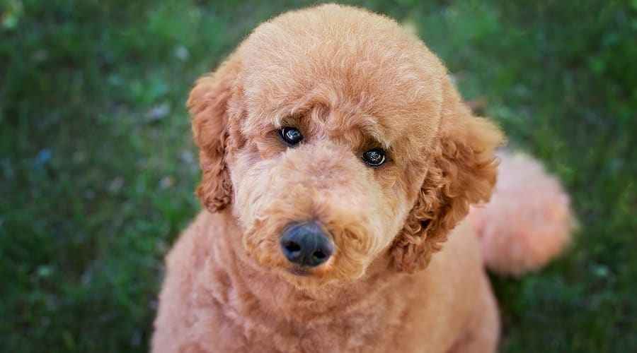 Oyuncak Ayı Köpek Irkları: 20 Sevimli Yavru (Resimli)
