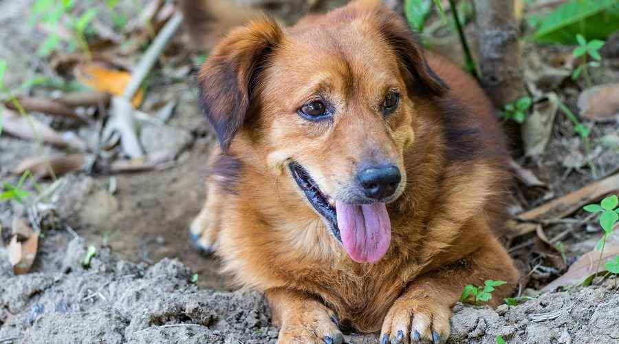 Golden Retriever Corgi Mix: Golden Corgi Irk Bilgileri ve Yavru Fiyatları