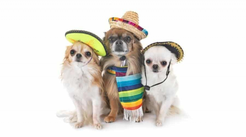 13 Meksika Köpek Irkları ve Meksika'daki Diğer Popüler Yavrular