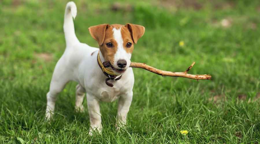 Jack Russell Terrier: Irk Bilgisi, Özellikleri ve Mizaç
