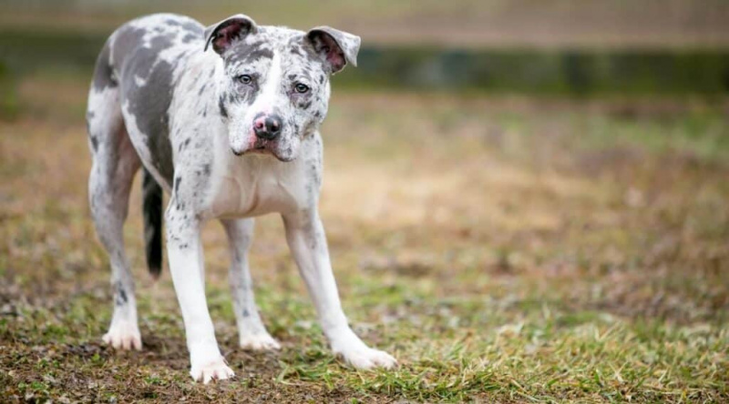 Merle Pit Bull Cinsine Genel Bakış: Kişilik Özellikleri, Mizaç ve Daha Fazlası