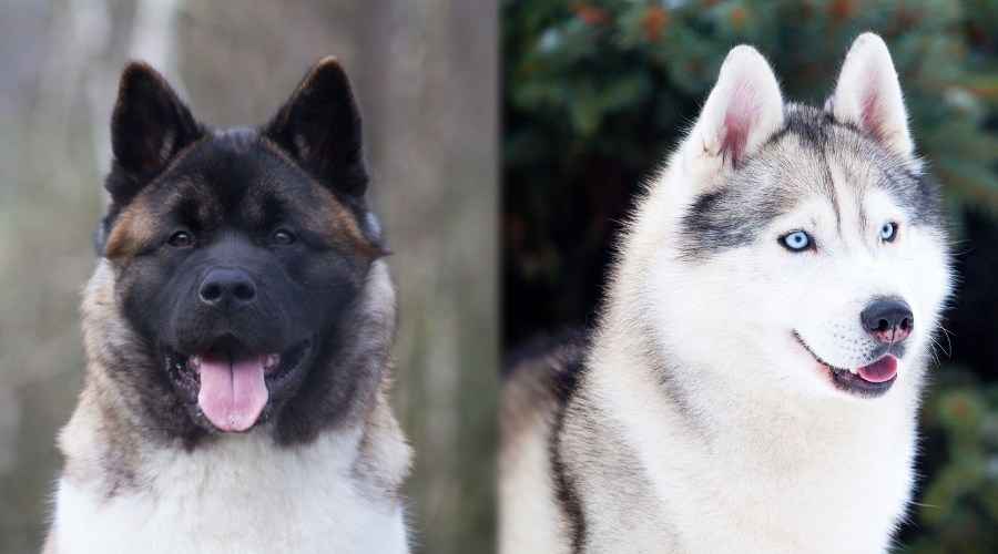 Akita vs Sibirya Husky: Cins Farklılıkları ve Benzerlikleri Karşılaştırma