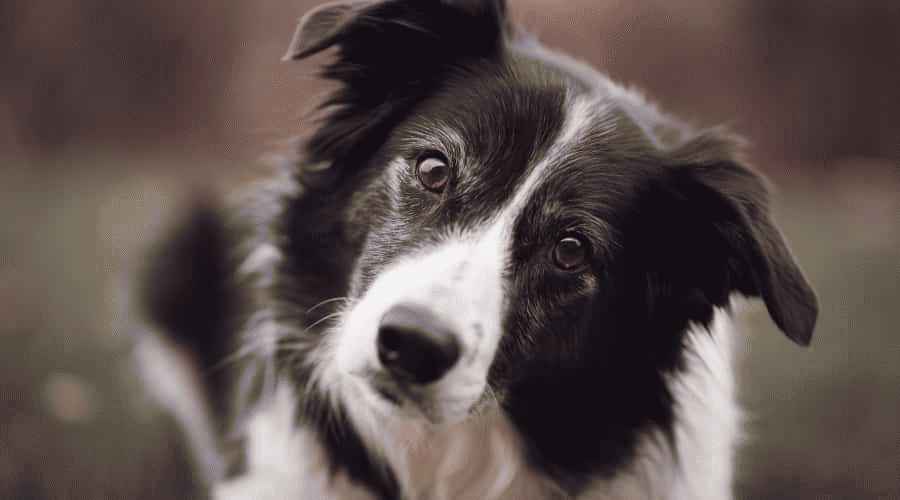 Border Collie ve Avustralya Sığır Köpeği: Irk Farklılıkları ve Benzerlikleri