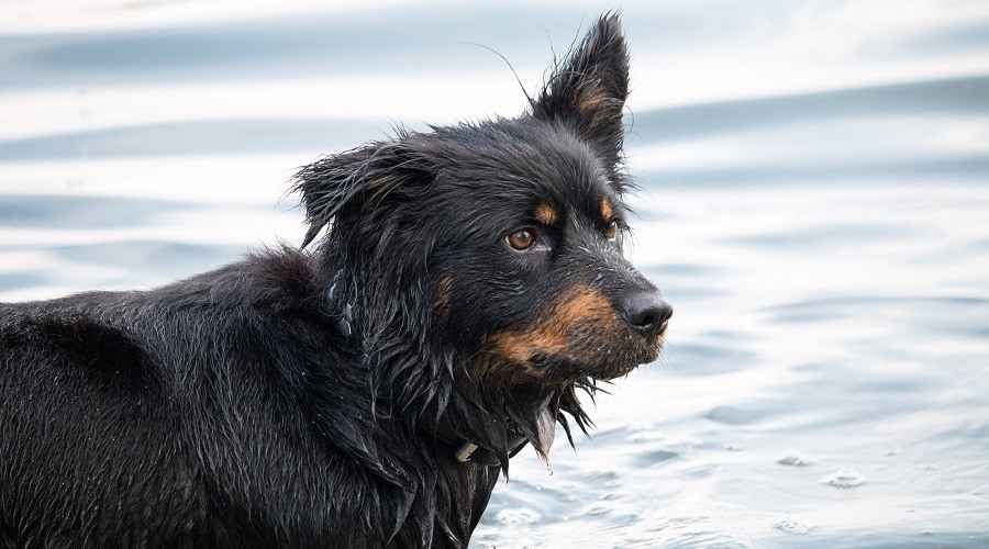Bernese Dağ Köpeği Alman Çoban Karışımı: Irk Bilgisi
