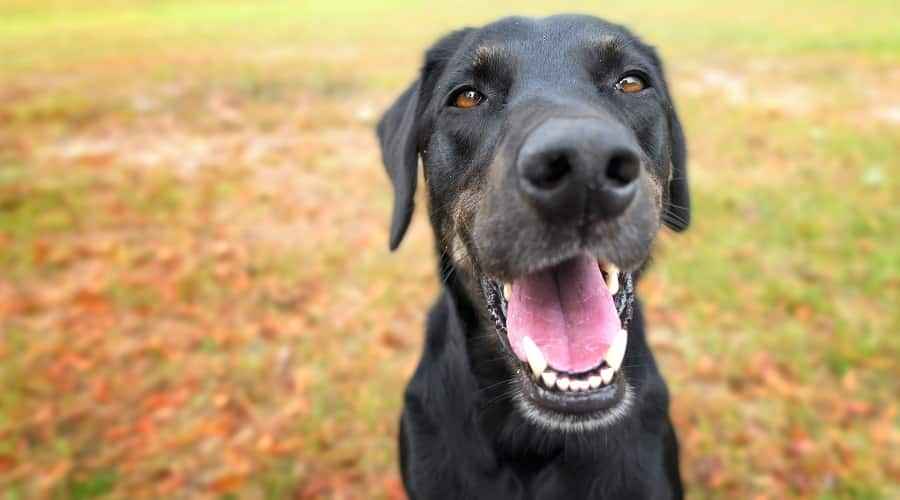 Labrador Retriever Karışımları: 35 Farklı Laboratuvar Melezleri