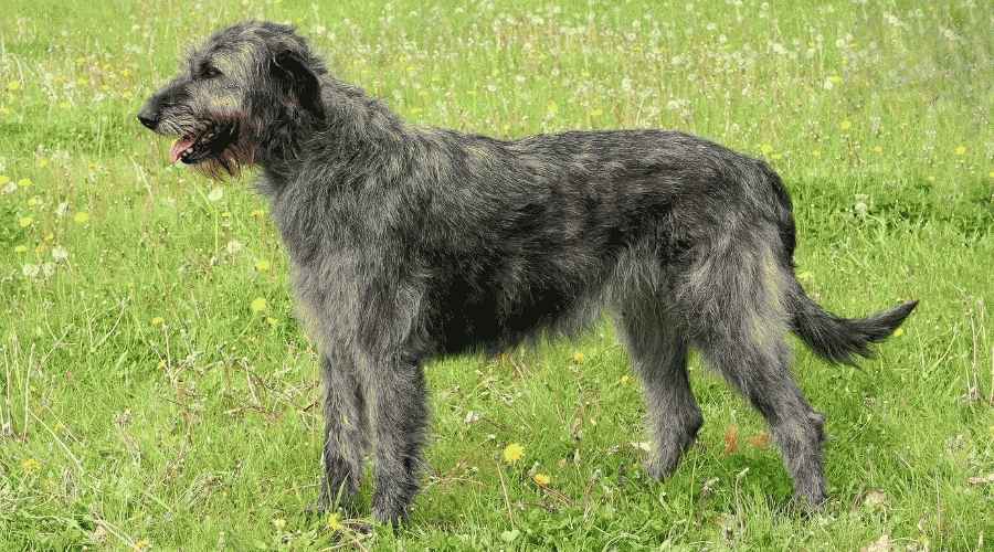 İngiliz Mastiff ve İrlanda Kurt Köpeği: Irk Farklılıkları ve Benzerlikleri