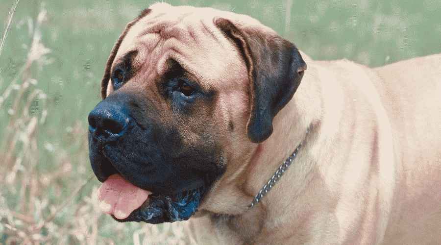 İngiliz Mastiff vs. Cane Corso: Irk Farklılıkları ve Benzerlikleri