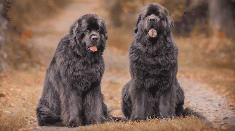 Newfoundland ve Bernese Dağ Köpeği: Irk Farklılıkları ve Benzerlikleri
