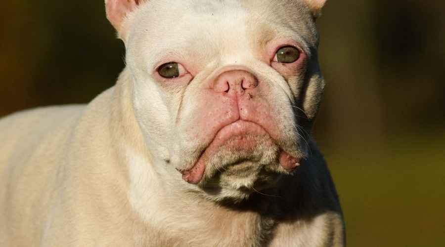 Beyaz Puglar: Leucistic ve Albino Pups Arasındaki Fark