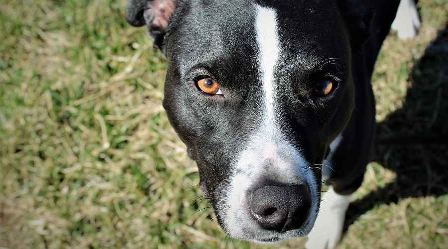 Border Collie Pitbull Mix: Borderbull Irk Bilgisi