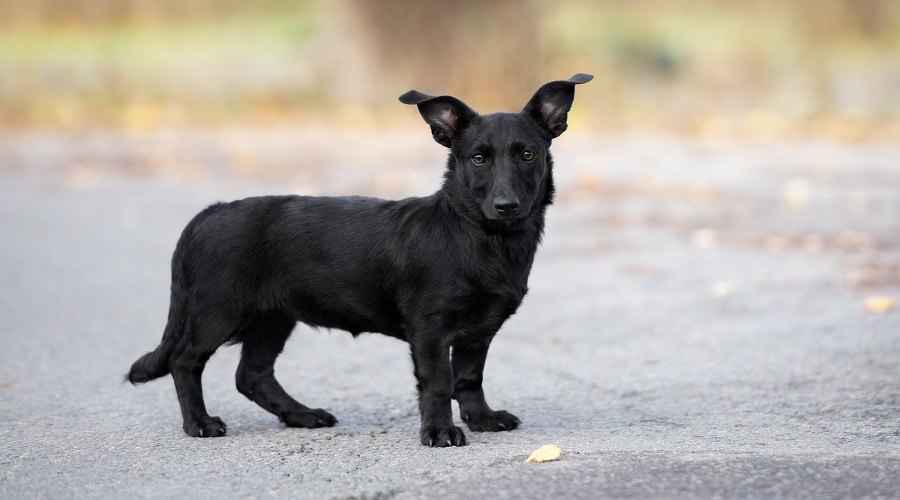 Corgi Karışımları: Seveceğiniz 20 Farklı Melez Yavru