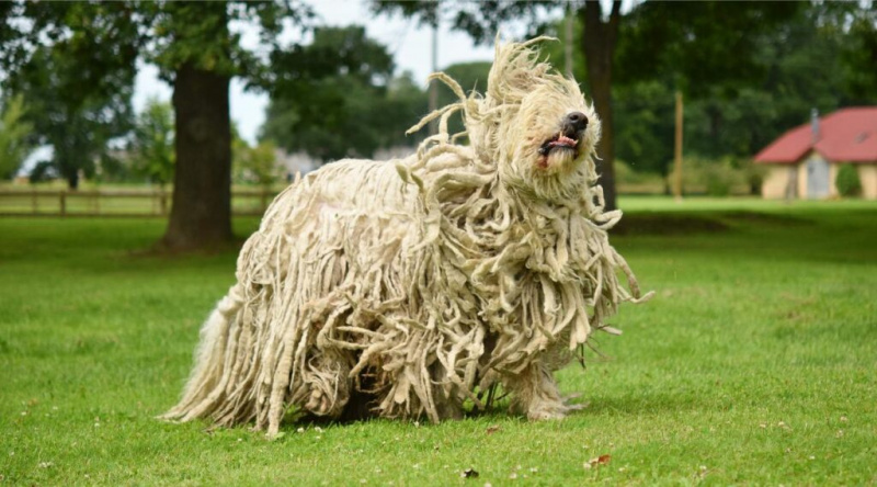 Paspas Gibi Görünen 18 Köpek