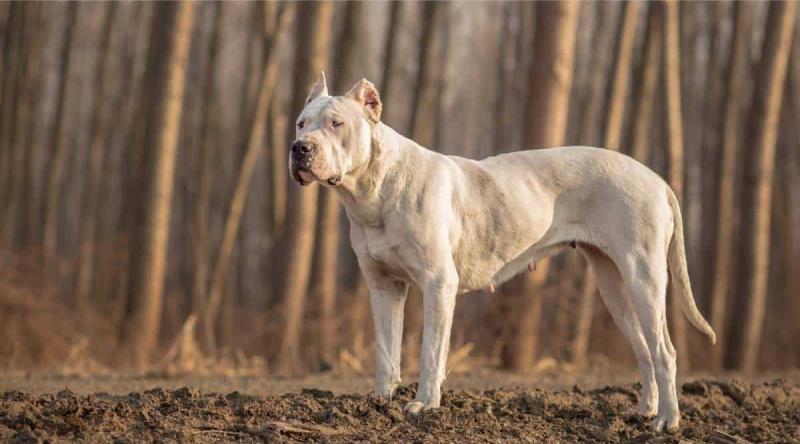 Dogo Argentino Irk Bilgisi: Kişilik Özellikleri, Mizaç ve Daha Fazlası
