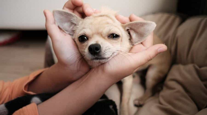 Chihuahua Ömrü: Chihuahualar Ne Kadar Yaşar?