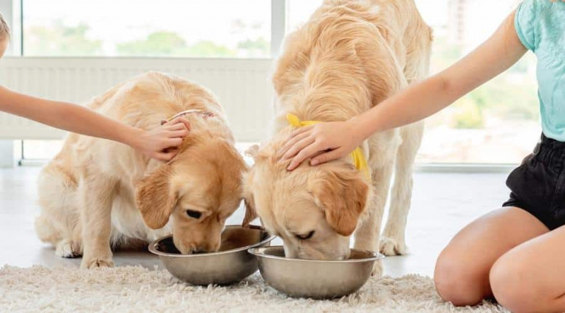 Golden Retriever Ömrü: Golden Retrieverler Ne Kadar Yaşar?