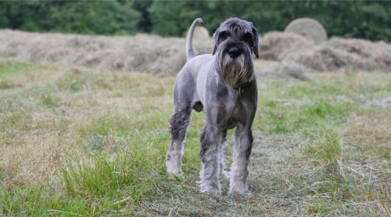 Standart Schnauzer Irk Bilgisi: Gerçekler, Özellikler, Resimler ve Daha Fazlası