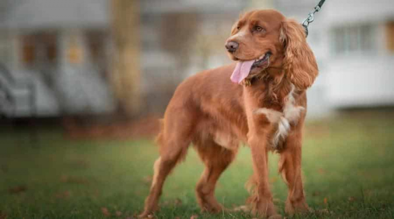 Golden Retriever Renkleri: Standart ve Standart Dışı