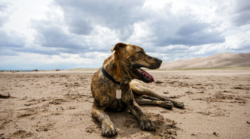 Plott Hound Irk Bilgisi: Gerçekler, Özellikler, Resimler ve Daha Fazlası