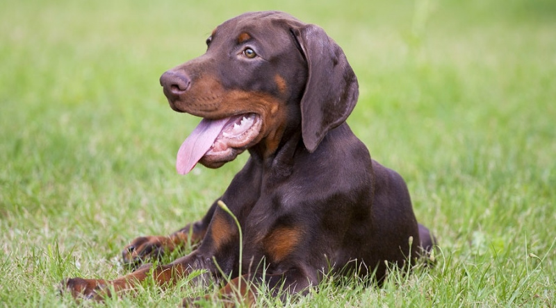Doberman Büyüme Tablosu: Yavru Köpek Kilometre Taşları ve Ne Beklemeli?