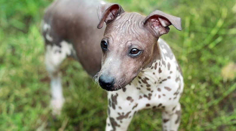 Tüy Dökülmeyen Köpekler: 17 Kılsız (veya Düşük) Tüy Irkı