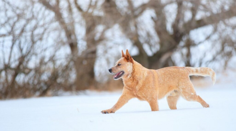 Red Heeler Irk Bilgisi: Kişilik Özellikleri, Mizaç ve Daha Fazlası