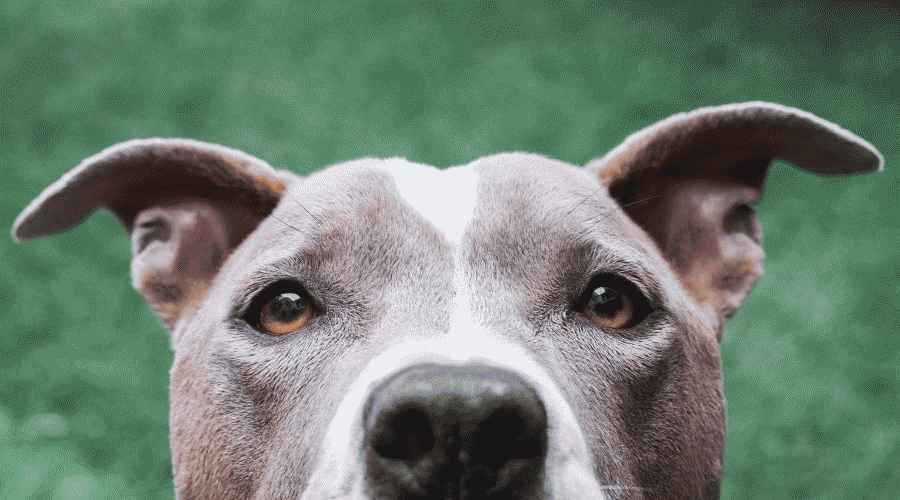 Pitbull Dökülmesi: Pitbull'lar Aslında Ne Kadar Dökülür?
