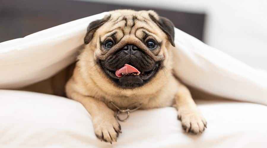 Pug Dökülmesi: Puglar Ne Kadar Tüy Döküyor ve Çok Mudur?
