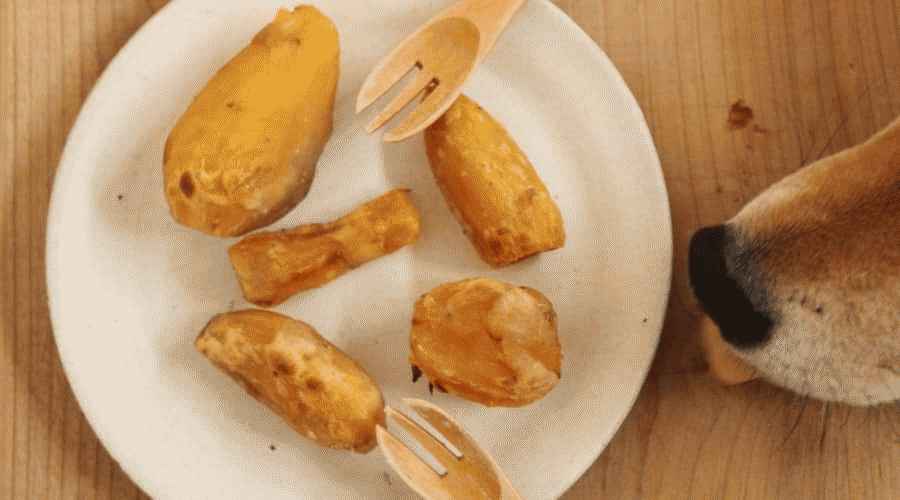 Köpekler Patates Yiyebilir mi? Patatesleri Köpeklerin Düzenli Olarak Yemeleri Güvenli mi?