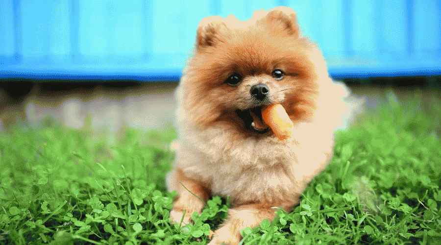 Köpekler Havuç Yiyebilir mi? Havuç Köpekler İçin Güvenli Bir Sebze mi?