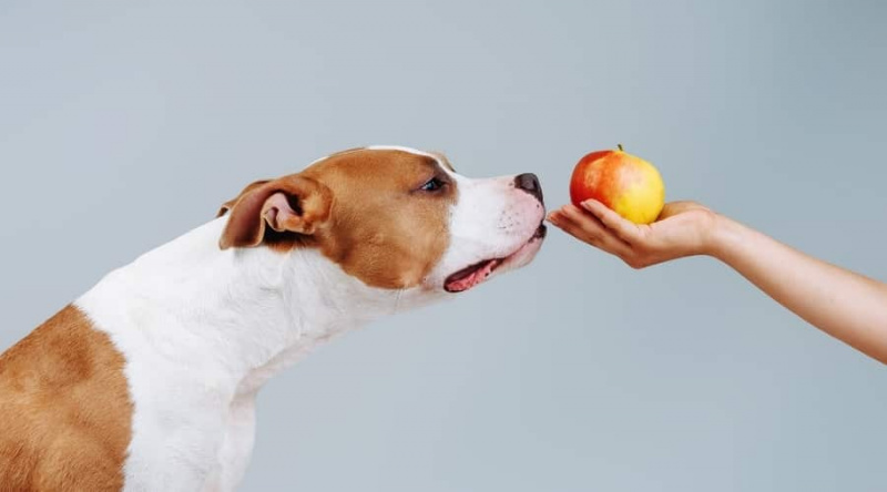 Köpekler Hangi Meyveleri Yiyebilir? Yavrular için Güvenli 21 Meyve