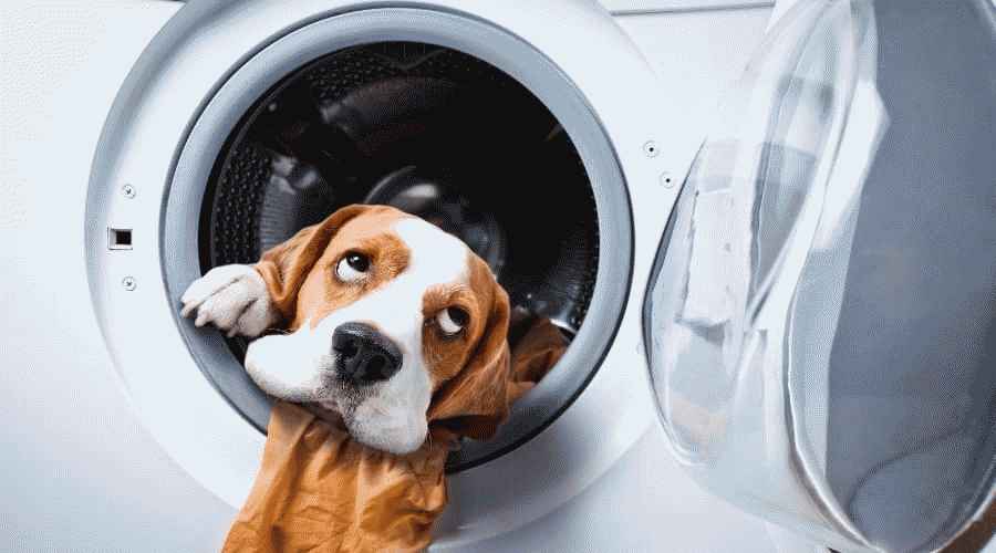 Evet! Köpeğim Sadece Kurutucu Bir Çarşaf Yedi mi? Ben şimdi ne yapmalıyım?