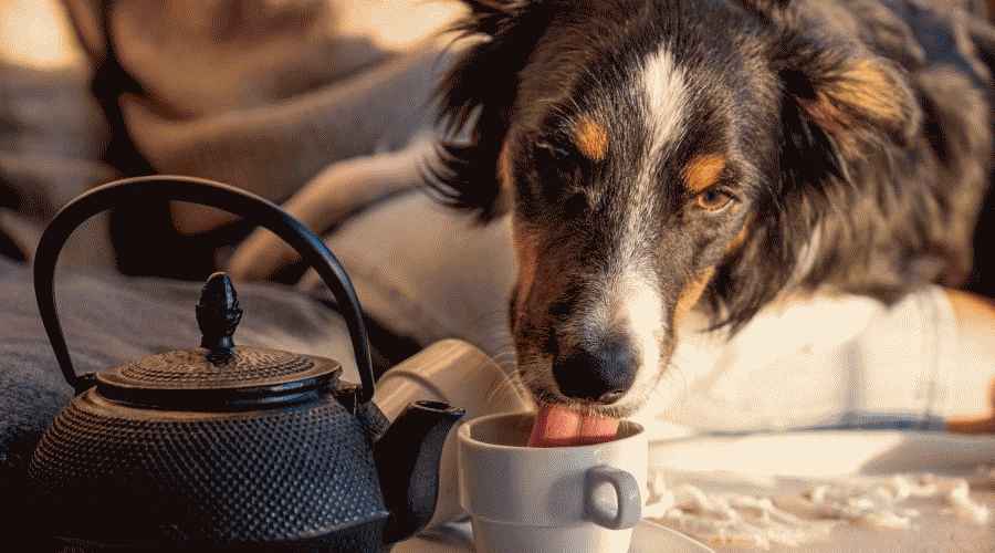 Border Collie Kupadan İçiyor